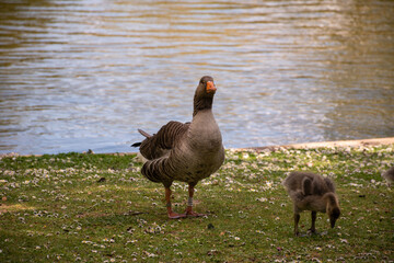 goose on the water © Svetlana