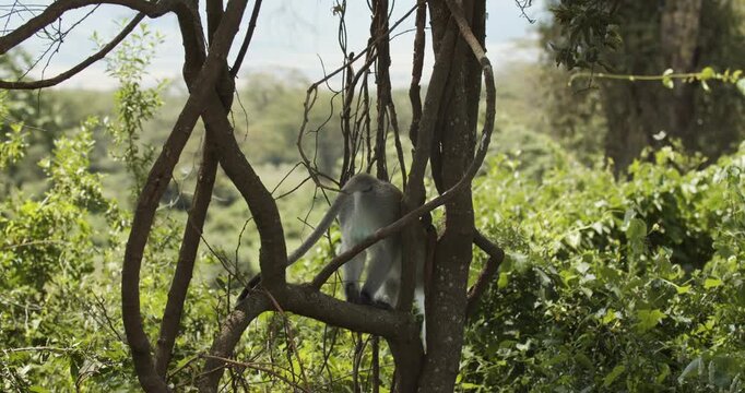 Baboons in the Ngorongoro crater, Tanzania- Wildlife in natural habotat
