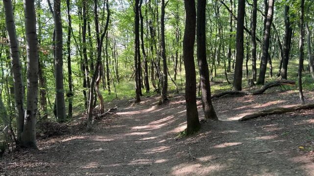 A quiet dirt path curves between tall trees, exposed roots and fallen branches beneath patches of filtered sunlight.
