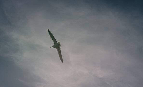 Gaviota en pleno vuelo solitario contrastando contra un cielo nublado y dram&aacute;tico de tonos gris&aacute;ceos