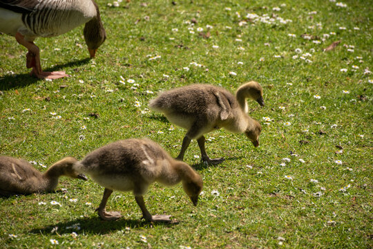 Fluffy goslings feeding on green grass with daisies in springtime