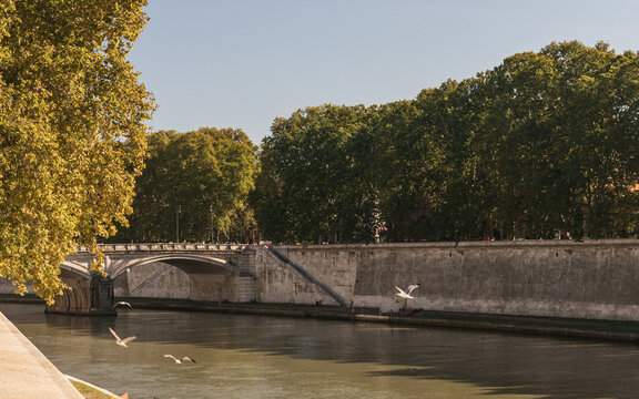 Gaviotas volando sobre el r&iacute;o T&iacute;ber en Roma, con un puente antiguo y grandes &aacute;rboles bordeando el muro del malec&oacute;n