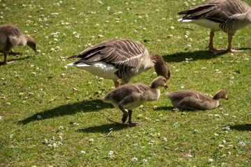 A greylag goose with goslings in Regent's Park, London. This scenic view captures the beauty of nature and wildlife. © Svetlana
