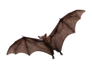 Naklejka premium Brown fruit bat with outstretched wings isolated on transparent background