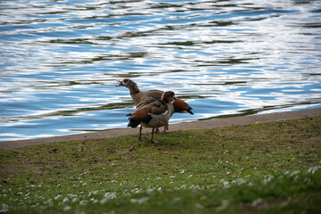 Egyptian geese standing at the water's edge by a lake © Svetlana