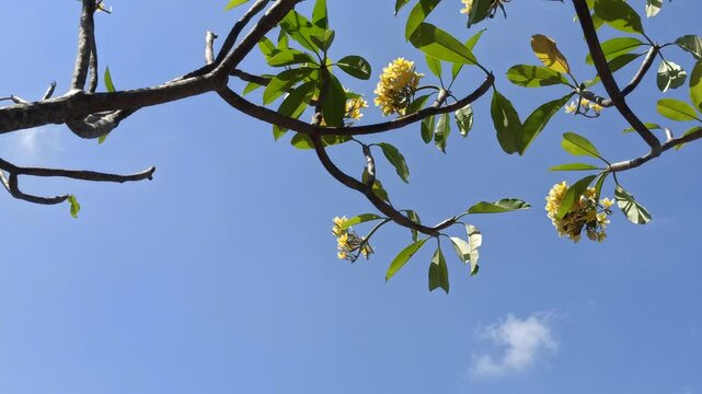 Beautiful yellow frangipani (Plumeria) flowers blooming on a tree branch with a clear blue sky in the background, highlighting the vibrant colors and tropical beauty of this ornamental flowering tree.