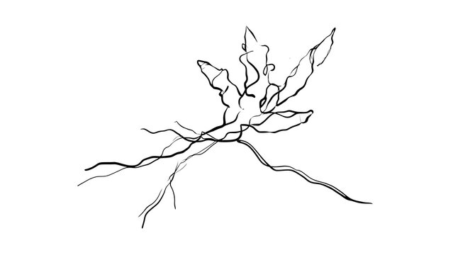 Minimalist tree branch drawing white background.