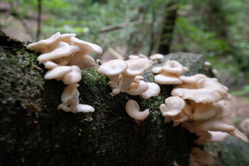 mushrooms in the woods © P Wood