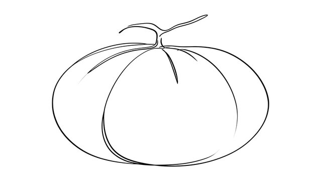Simple line art pumpkin drawing white background.