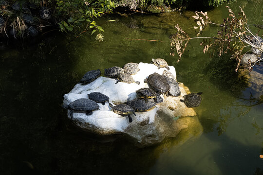 Aquatic turtles gather to sunbathe on a bright white rock surrounded by calm green pond water. Peaceful wildlife moments highlight natural biodiversity and the harmony of aquatic ecosystems.
