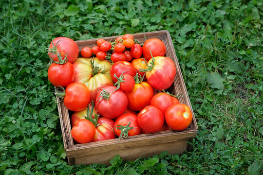 wooden box with fresh picking red ripe tomatoes on green grass, natural background. gardening vegetable harvest season. cultivation of useful healthy Organic vegetables. top view
