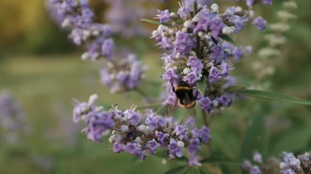 A bumblebee collects nectar and pollinates soft purple chaste tree flowers in a sunny outdoor setting. For honey producers, environmental campaigns, educational videos on pollination and wildlife