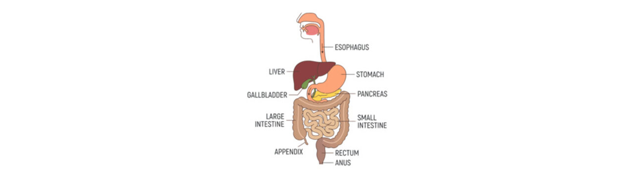 Human Digestive System Anatomy Diagram Isolated