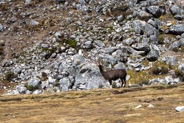 Naklejka premium Dark llama standing on a rocky mountain slope in the Andes