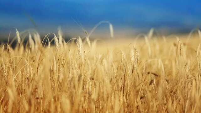 Close up of ripe golden wheat ears swaying in the wind against a blue sky with moving clouds. Wheat field for agriculture, harvest and food projects