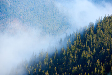 Dense pine forest shrouded in morning mist. © anatoliy_gleb