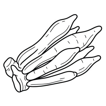 fingerroot temu kunci rhizome line art vector illustration