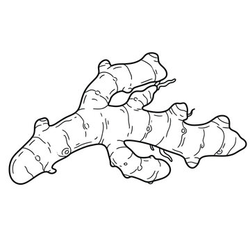 white turmeric zedoary root line art vector illustration