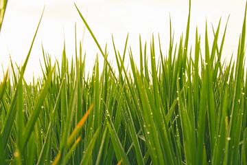 Obraz premium Low angle view of vibrant green rice plants with dew drops against bright morning sky background