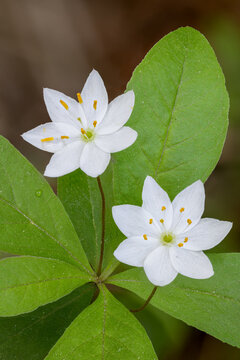 Chickweed-wintergreen flowering