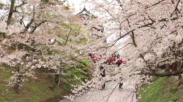 桜と弘前城