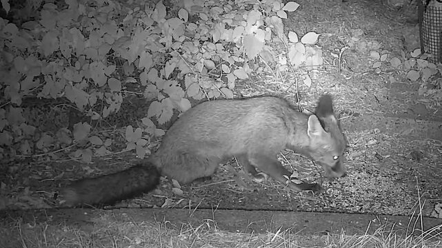 Baby Red Fox Cub Eating Seeds in the Wild