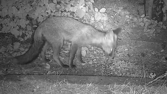 Baby Red Fox Cub Eating Seeds in the Wild