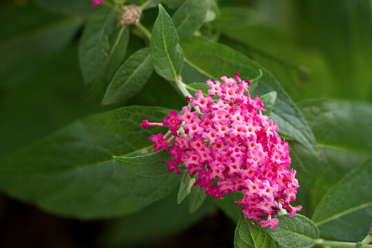 Buddleja Davidii Fliederspeer Schmetterlingsflieder Pink