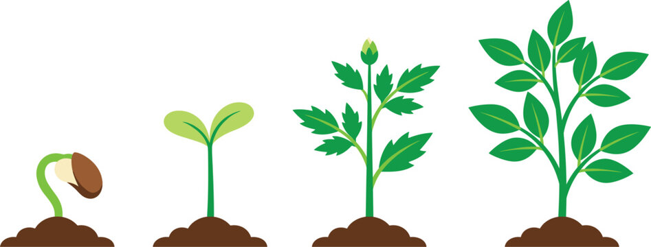 Plant growth stage vector illustration featuring seed germination sprouting seedling growing into green leafy plant lifecycle infographics isolated on white background.