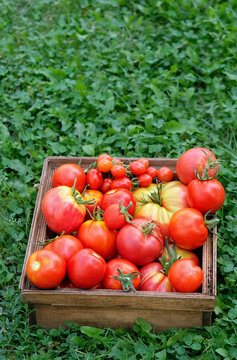 wooden box with fresh picking red ripe tomatoes on green grass, natural background. gardening vegetable harvest season. cultivation of useful healthy organic vegetables. 