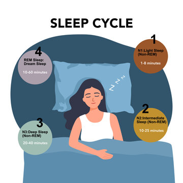 Sleep cycle infographic, woman peacefully sleeping in bed, flat vector illustration. Healthy sleep cycle chart. Light sleep, deep sleep and REM. Boy sleeping