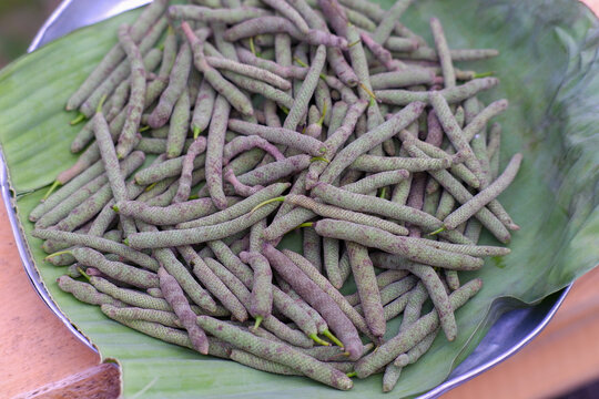 Fresh Green Betel Fruit Piper Betle Harvested on Banana Leaf