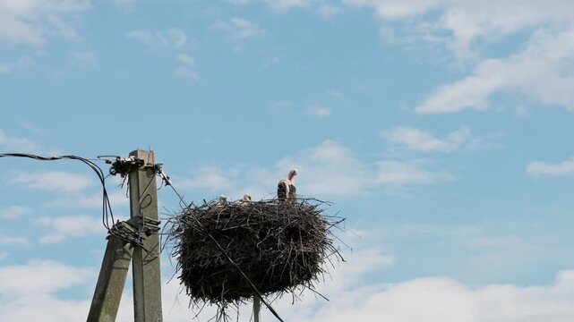 Adult white stork stands upright on large twig nest atop utility pole, seen from low angle against bright cloudy sky with open rural backdrop, calm wildlife setting, and natural habitat detail
