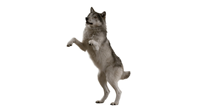 Cute wolf standing on hind legs isolated on white background