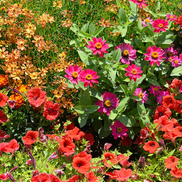 Diverse Variety of Blooming Summer Flowers and Ornamental Plants in a Sunny Botanical Park