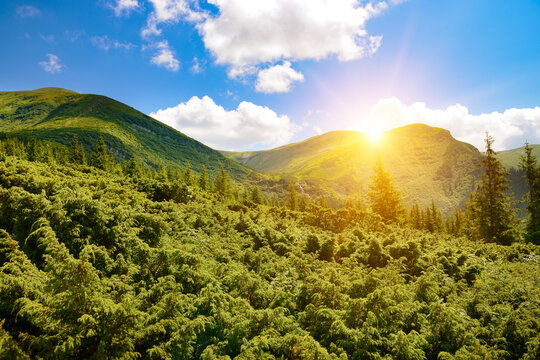 Breathtaking golden hour scene in the mountains with rolling green slopes densely populated by shrubs and pine trees as the radiant sun creates lens flare behind the ridge against a blue sky
