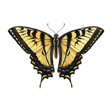 Eastern tiger swallowtail butterfly. Yellow insect isolated. Nature wildlife.