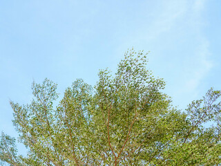 Fototapeta premium Looking up at the treetop canopy of a tropical Ketapang Kencana tree against a bright sunny blue sky backdrop