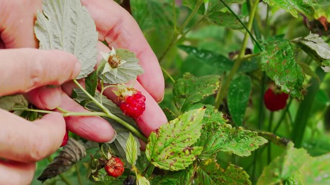 Сapturing the serene and natural ambiance of picking raspberries in a lush outdoor garden, this close-up perspective showcases the vibrant green leaves and red berries of the raspberry bush.