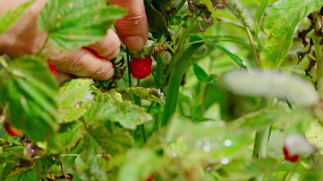 Сapturing the serene and natural ambiance of picking raspberries in a lush outdoor garden, this close-up perspective showcases the vibrant green leaves and red berries of the raspberry bush.