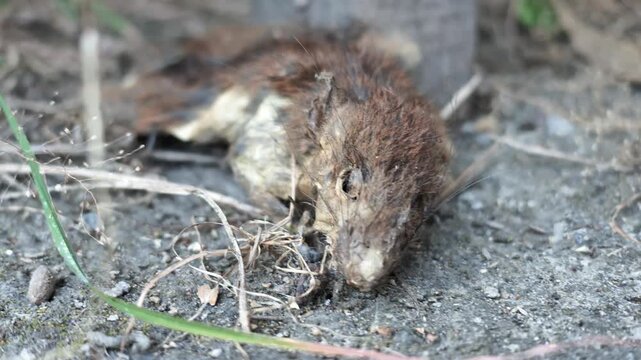 Slow motion medium close-up video focusing on the head, fur, and dried skin of a dead rat lying on dirt outdoors.
