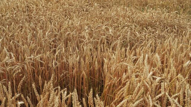Golden ripe wheat field moving in the wind during summer harvest season showing agriculture and farming concepts
