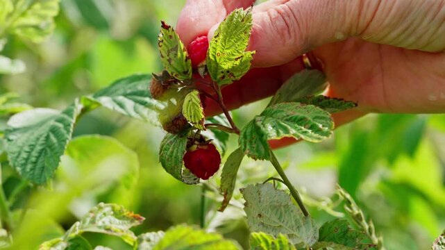 Сapturing the serene and natural ambiance of picking raspberries in a lush outdoor garden, this close-up perspective showcases the vibrant green leaves and red berries of the raspberry bush.