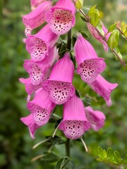 Purple foxglove flowers, vertical close-up © Elena
