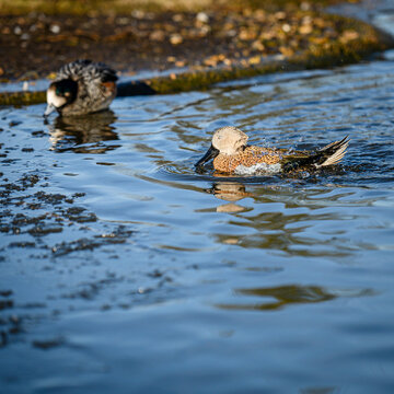 Duck swims calmly through shallow water