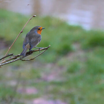 Small bird perches calmly on a thin twig