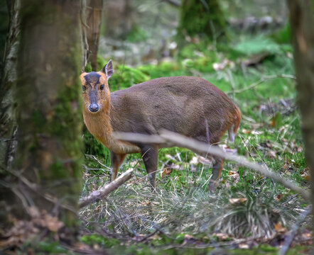 Brown deer stands alert in a forest clearing. Green grass and fallen branches frame the scene. Its dark eyes meet the camera with calm curiosity. Light filters through surrounding trees and leaves