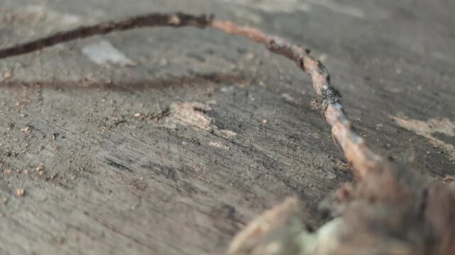 Macro slow motion pan video showcasing the dry skin, fur texture, and snout of a mummified rat carcass resting on wood.
