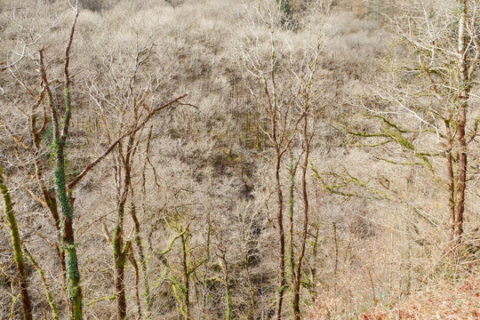 Winter trees stand stark against a soft, snowy backdrop