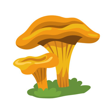 Chanterelle yellow trumpet mushrooms vector illustration isolated on white background